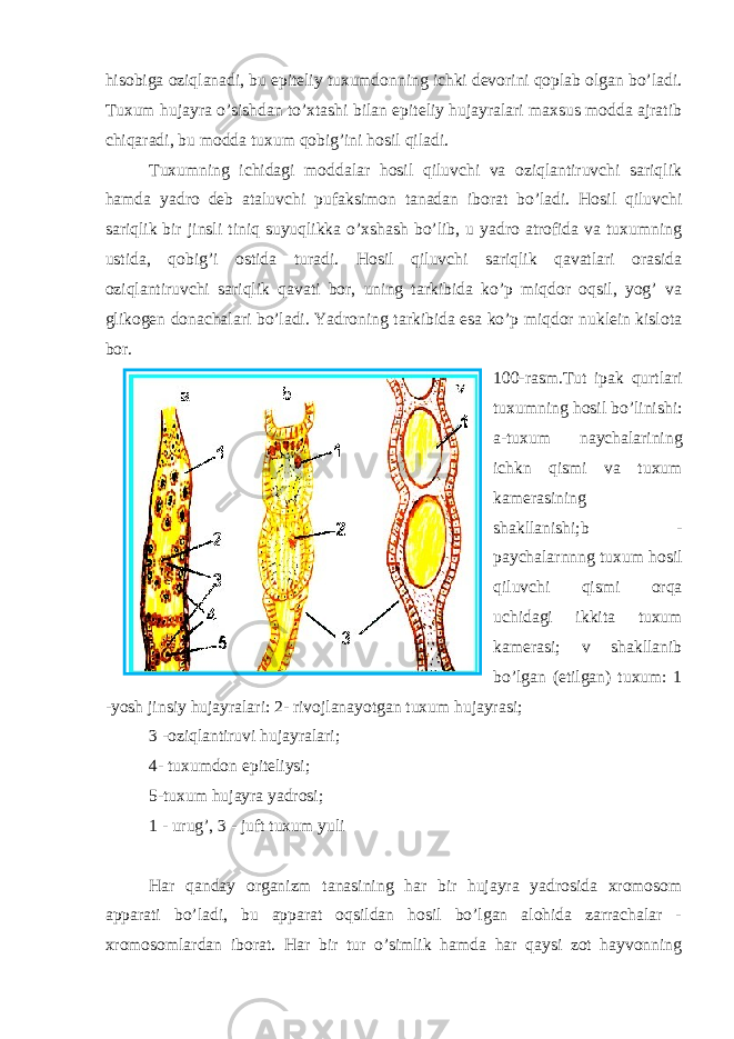 hisobiga oziqlanadi, bu epiteliy tuxumdonning ichki devorini qoplab olgan bo’ladi. Tuxum hujayra o’sishdan to’xtashi bilan epiteliy hujayralari maxsus modda ajratib chiqaradi, bu modda tuxum qobig’ini hosil qiladi. Tuxumning ichidagi moddalar hosil qiluvchi va oziqlantiruvchi sariqlik hamda yadro deb ataluvchi pufaksimon tanadan iborat bo’ladi. Hosil qiluvchi sariqlik bir jinsli tiniq suyuqlikka o’xshash bo’lib, u yadro atrofida va tuxumning ustida, qobig’i ostida turadi. Hosil qiluvchi sariqlik qavatlari orasida oziqlantiruvchi sariqlik qavati bor, uning tarkibida ko’p miqdor oqsil, yog’ va glikogen donachalari bo’ladi. Yadroning tarkibida esa ko’p miqdor nuklein kislota bor. 100-rasm.Tut ipak qurtlari tuxumning hosil bo’linishi: a-tuxum naychalarining ichkn qismi va tuxum kamerasining shakllanishi;b - paychalarnnng tuxum hosil qiluvchi qismi orqa uchidagi ikkita tuxum kamerasi; v shakllanib bo’lgan (etilgan) tuxum: 1 -yosh jinsiy hujayralari: 2- rivojlanayotgan tuxum hujayrasi; 3 -oziqlantiruvi hujayralari; 4- tuxumdon epiteliysi; 5-tuxum hujayra yadrosi; 1 - urug’, 3 - juft tuxum yuli Har qanday organizm tanasining har bir hujayra yadrosida xromosom apparati bo’ladi, bu apparat oqsildan hosil bo’lgan alohida zarrachalar - xromosomlardan iborat. Har bir tur o’simlik hamda har qaysi zot hayvonning 