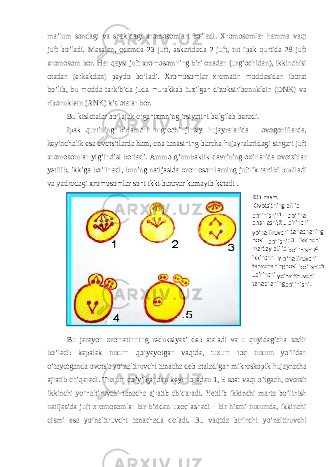 ma’lum sondagi va shakldagi xromosomlari bo’ladi. Xromosomlar hamma vaqt juft bo’ladi. Masalan, odamda 23 juft, askaridada 2 juft, tut ipak qurtida 28 juft xromosom bor. Har qaysi juft xromosomning biri onadan (urg’ochidan), ikkinchisi otadan (erkakdan) paydo bo’ladi. Xromosomlar xromatin moddasidan iborat bo’lib, bu modda tarkibida juda murakkab tuzilgan dizoksiribonuklein (DNK) va ribonuklein (RNK) kislotalar bor. Bu kislotalar bo’lajak organizmning irsiyatini belgilab beradi. Ipak qurtining birlamchi urg’ochi jinsiy hujayralarida - ovogoniilarda, keyinchalik esa ovotsitlarda ham, ona tanasining barcha hujayralaridagi singari juft xromosomlar yig’indisi bo’ladi. Ammo g’umbaklik davrining oxirlarida ovotsitlar yetilib, ikkiga bo’linadi, buning natijasida xromosomlarning juftlik tartibi buziladi va yadrodagi xromosomlar soni ikki baravar kamayib ketadi . Bu jarayon xromatinning reduksiyasi deb ataladi va u quyidagicha sodir bo’ladi: kapalak tuxum qo’yayotgan vaqtda, tuxum toq tuxum yo’lidan o’tayotganda ovotsit yo’naltiruvchi tanacha deb ataladigan mikroskopik hujayracha ajratib chiqaradi. Tuxum qo’yilgandan keyin oradan 1, 5 soat vaqt o’tgach, ovotsit ikkinchi yo’naltiruvchi tanacha ajratib chiqaradi. Yetilib ikkinchi marta bo’linish natijasida juft xromosomlar bir-biridan uzoqlashadi - bir hismi tuxumda, ikkinchi qismi esa yo’naltiruvchi tanachada qoladi. Bu vaqtda birinchi yo’naltiruvchi 10 1 - rasm . Ovotsitning etilib bo‘linishi :1. - bo‘lina boshlashi ; 2 – birinchi yo‘naltiruvchi tanachaning hosil bo‘lishi ; 3 – ikkinchi marta y etilib bo‘linishi ; 4 - ikkinchn y o‘naltiruvchi tanachaning hosil bo‘lishi ;5 – birinchi yo‘naltiruvchi tanachaning bo‘linishi . 