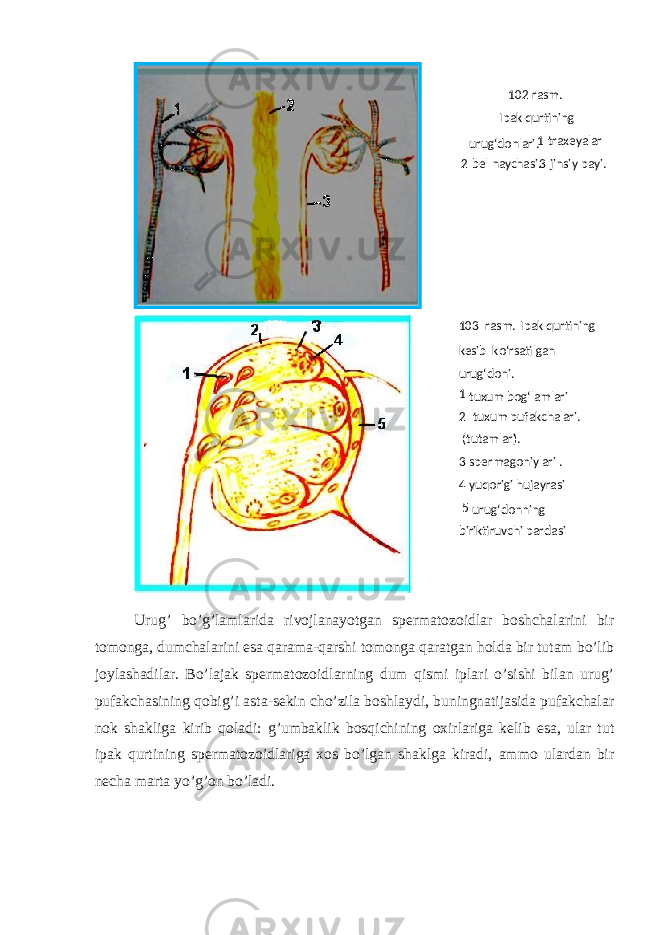 Urug’ bo’g’lamlarida rivojlanayotgan spermatozoidlar boshchalarini bir tomonga, dumchalarini esa qarama-qarshi tomonga qaratgan holda bir tutam bo’lib joylashadilar. Bo’lajak spermatozoidlarning dum qismi iplari o’sishi bilan urug’ pufakchasining qobig’i asta-sekin cho’zila boshlaydi, buningnatijasida pufakchalar nok shakliga kirib qoladi: g’umbaklik bosqichining oxirlariga kelib esa, ular tut ipak qurtining spermatozoidlariga xos bo’lgan shaklga kiradi, ammo ulardan bir necha marta yo’g’on bo’ladi. 102 - rasm. Ipak qurtining urug‘donlari. 1 - traxeyalar 2 - bel naychasi. 3 - jinsiy payi. 103 - rasm. Ipak qurtining kesib ko‘rsatilgan urug‘doni. 1 - tuxum bog‘lamlari 2 - tuxum pufakchalari. ( tutamlari ). 3 - spermagoniylari . 4 - yuqorigi hujayrasi 5 - urug‘donning biriktiruvchi pardasi 