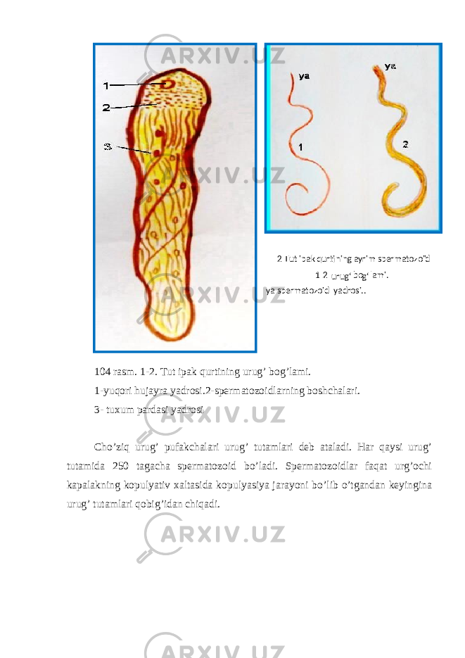 104 rasm. 1-2. Tut ipak qurtining urug’ bog’lami. 1-yuqori hujayra yadrosi.2-spermatozoidlarning boshchalari. 3- tuxum pardasi yadrosi Cho’ziq urug’ pufakchalari urug’ tutamlari deb ataladi. Har qaysi urug’ tutamida 250 tagacha spermatozoid bo’ladi. Spermatozoidlar faqat urg’ochi kapalakning kopulyativ xaltasida kopulyasiya jarayoni bo’lib o’tgandan keyingina urug’ tutamlari qobig’idan chiqadi. 2 - Tut ipak qurtining ayrim spermatozoid i 1 - 2 urug‘ bo g‘ lami. ya - spermatozoid yadrosi.. 