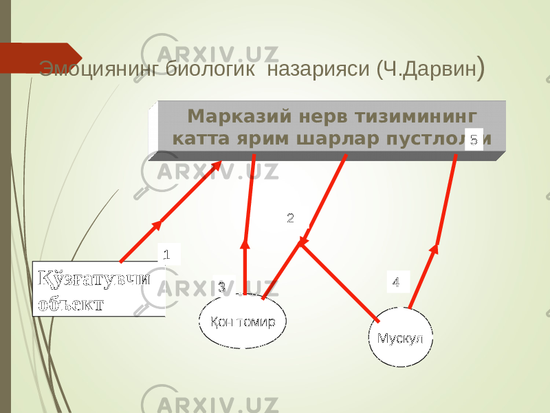 Қў з ғ атувчи объе к т Марказий нерв тизимининг катта ярим шарлар пустлол-и 1 Қ он томир 3 5 2 Мускул 4Эмоциянинг биологик назарияси (Ч.Дарвин ) 