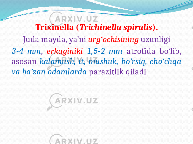 Trixinella ( Trichinella spiralis ). Juda mayda, ya’ni urg‘ochisining uzunligi 3-4 mm , erkaginiki 1,5-2 mm atrofida bo‘lib, asosan kalamush, it, mushuk, bo‘rsiq, cho‘chqa va ba’zan odamlarda parazitlik qiladi 