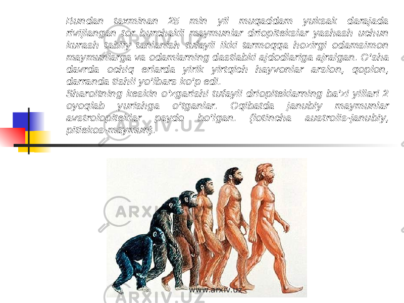 Bundan taxminan 25 mln yil muqaddam yuksak darajada rivijlangan tor burchakli maymunlar driopitekslar yashash uchun kurash tabiiy tanlanish tufayli ikki tarmoqqa hozirgi odamsimon maymunlarga va odamlarning dastlabki ajdodlariga ajralgan. O’sha davrda ochiq erlarda yirik yirtqich hayvonlar arslon, qoplon, darranda tishli yo’lbars ko’p edi. S haroitning keskin o’zgarishi tufayli driopiteklarning ba’zi yillari 2 oyoqlab yurishga o’tganlar. Oqibatda janubiy maymunlar avstrolopiteklar paydo bo’lgan. (lotincha austrolis-janubiy, pitiekos-maymun).  www.arxiv.uz 