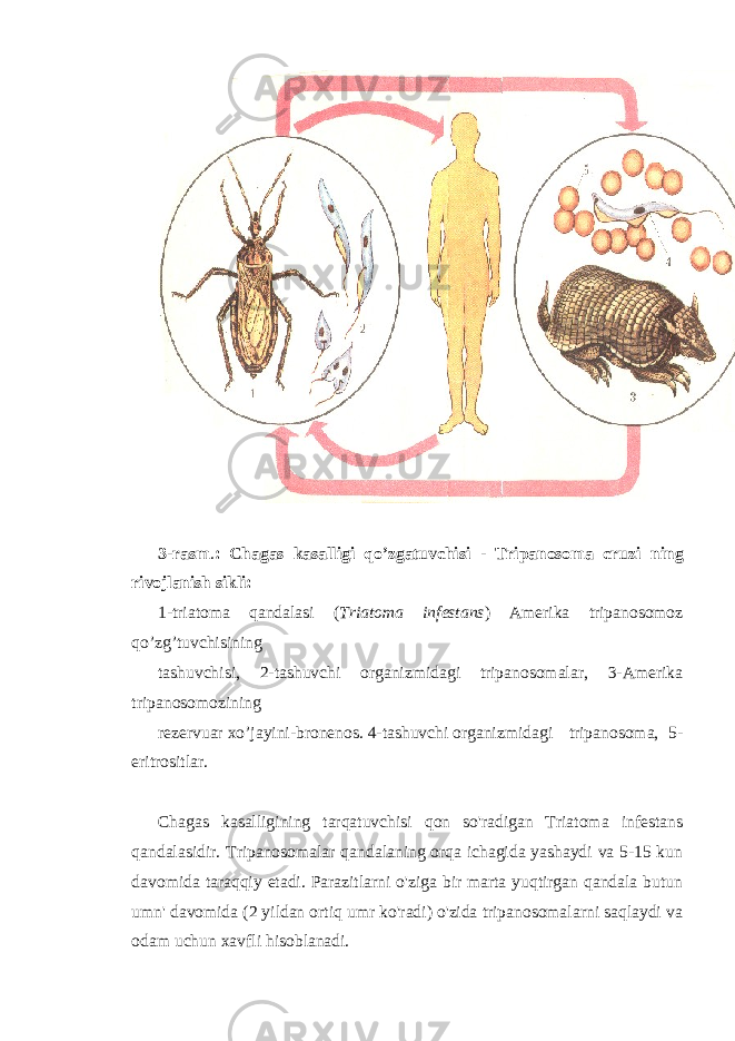 3-rasm . : Chagas kasalligi qo’zgatuvchisi - Tripanosoma cruzi ning rivojlanish sikli: 1-triatoma qandalasi ( Triatoma infestans ) Amerika tripanosomoz qo’zg’tuvchisining tashuvchisi, 2-tashuvchi organizmidagi tripanosomalar, 3-Amerika tripanosomozining rezervuar xo’jayini-bronenos. 4-tashuvchi organizmidagi tripanosoma, 5- eritrositlar. Chagas kasalligining tarqatuvchisi qon so&#39;radigan Triatoma infestans qandalasidir. Tripanosomalar qandalaning orqa ichagida yashaydi va 5-15 kun davomida taraqqiy etadi. Parazitlarni o&#39;ziga bir marta yuqtirgan qandala butun umn&#39; davomida (2 yildan ortiq umr ko&#39;radi) o&#39;zida tripanosomalarni saqlaydi va odam uchun xavfli hisoblanadi. 