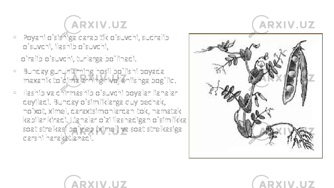 • Poyani o`sishiga qarab tik o`suvchi, sudralib o`suvchi, ilashib o`suvchi, o`ralib o`suvchi, turlarga bo`linadi. • Bunday guruhlarning hosil bo`lishi poyada maxanik to`qimalarning rivojlaniishga bog`liq. • Ilashib va chirmashib o`suvchi poyalar lianalar deyiladi. Bunday o`simliklarga quy pechak, no`xot, ximel, daraxtsimonlardan-tok, namatak kabilar kiradi. Lianalar o`zi ilashadigan o`simlikka soat strelkasi bo`ylab (ximel) va soat strelkasiga qarshi harakatlanadi. 