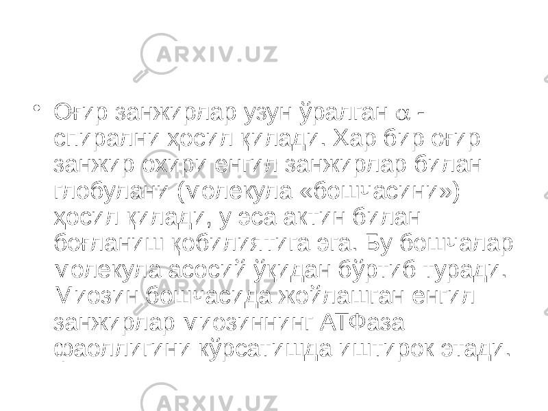 • Оғир занжирлар узун ўралган  - спирални ҳосил қилади. Ҳар бир оғир занжир охири енгил занжирлар билан глобулани (молекула «бошчасини») ҳосил қилади, у эса актин билан боғланиш қобилиятига эга. Бу бошчалар молекула асосий ўқидан бўртиб туради. Миозин бошчасида жойлашган енгил занжирлар миозиннинг АТФаза фаоллигини кўрсатишда иштирок этади. 