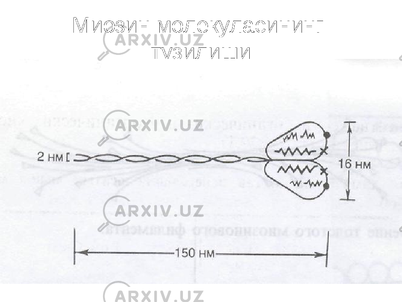 Миозин молекуласининг тузилиши 