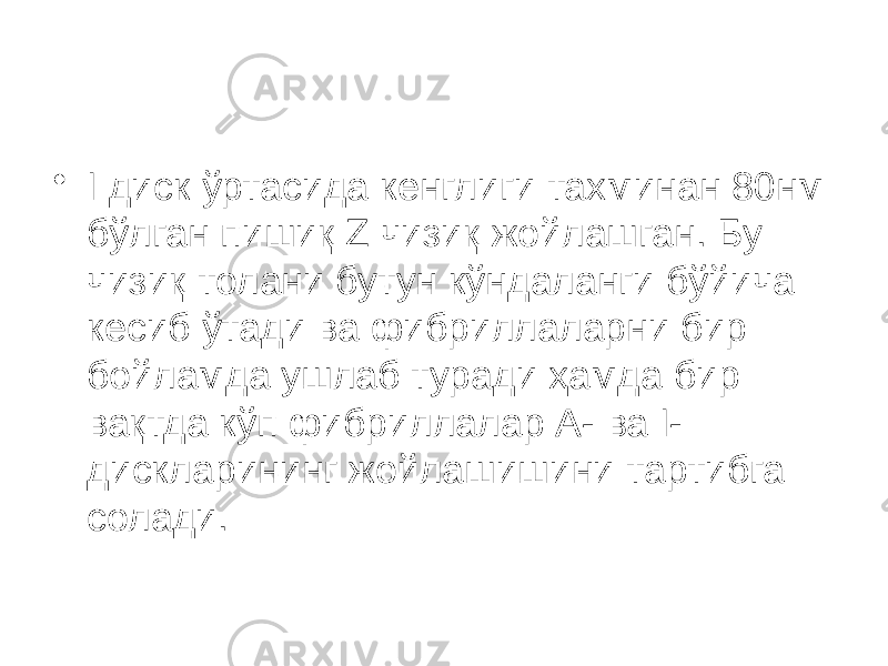 • I диск ўртасида кенглиги тахминан 80нм бўлган пишиқ Z чизиқ жойлашган. Бу чизиқ толани бутун кўндаланги бўйича кесиб ўтади ва фибриллаларни бир бойламда ушлаб туради ҳамда бир вақтда кўп фибриллалар А- ва I- дискларининг жойлашишини тартибга солади. 