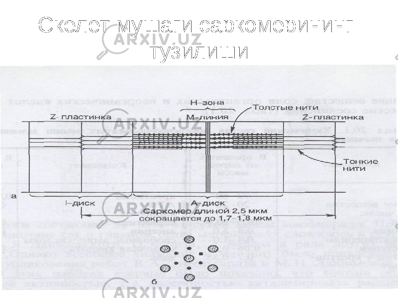 Скелет мушаги саркомерининг тузилиши 