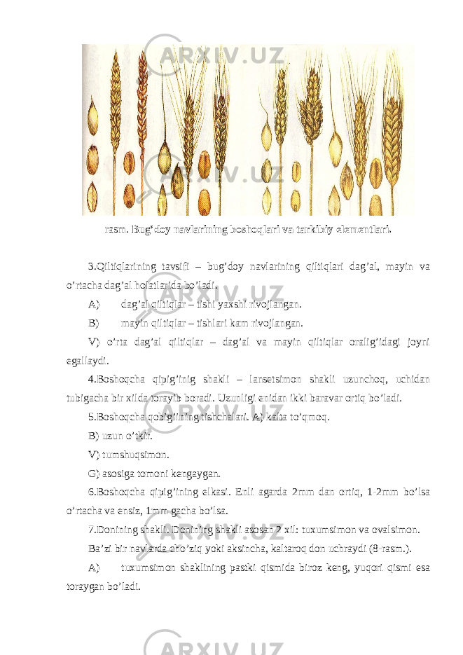 rasm. Bug’doy navlarining boshoqlari va tarkibiy elementlari. 3.Qiltiqlarining tavsifi – bug’doy navlarining qiltiqlari dag’al, mayin va o’rtacha dag’al holatlarida bo’ladi. A) dag’al qiltiqlar – tishi yaxshi rivojlangan. B) mayin qiltiqlar – tishlari kam rivojlangan. V) o’rta dag’al qiltiqlar – dag’al va mayin qiltiqlar oralig’idagi joyni egallaydi. 4.Boshoqcha qipig’inig shakli – lansetsimon shakli uzunchoq, uchidan tubigacha bir xilda torayib boradi. Uzunligi enidan ikki baravar ortiq bo’ladi. 5.Boshoqcha qobig’ining tishchalari. A) kalta to’qmoq. B) uzun o’tkir. V) tumshuqsimon. G) asosiga tomoni kengaygan. 6.Boshoqcha qipig’ining elkasi. Enli agarda 2mm dan ortiq, 1-2mm bo’lsa o’rtacha va ensiz, 1mm gacha bo’lsa. 7.Donining shakli. Donining shakli asosan 2 xil: tuxumsimon va ovalsimon. Ba’zi bir navlarda cho’ziq yoki aksincha, kaltaroq don uchraydi (8-rasm.). A) tuxumsimon shaklining pastki qismida biroz keng, yuqori qismi esa toraygan bo’ladi. 