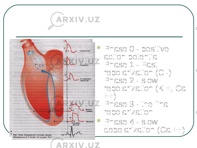  Phase 0 - positive action potential Phase 1 - Fast repolarization (Cl-) Phase 2 - slow repolarization (K +, Ca ++) Phase 3 - the final repolarization  Phase 4 - slow depolarization (Ca ++) 