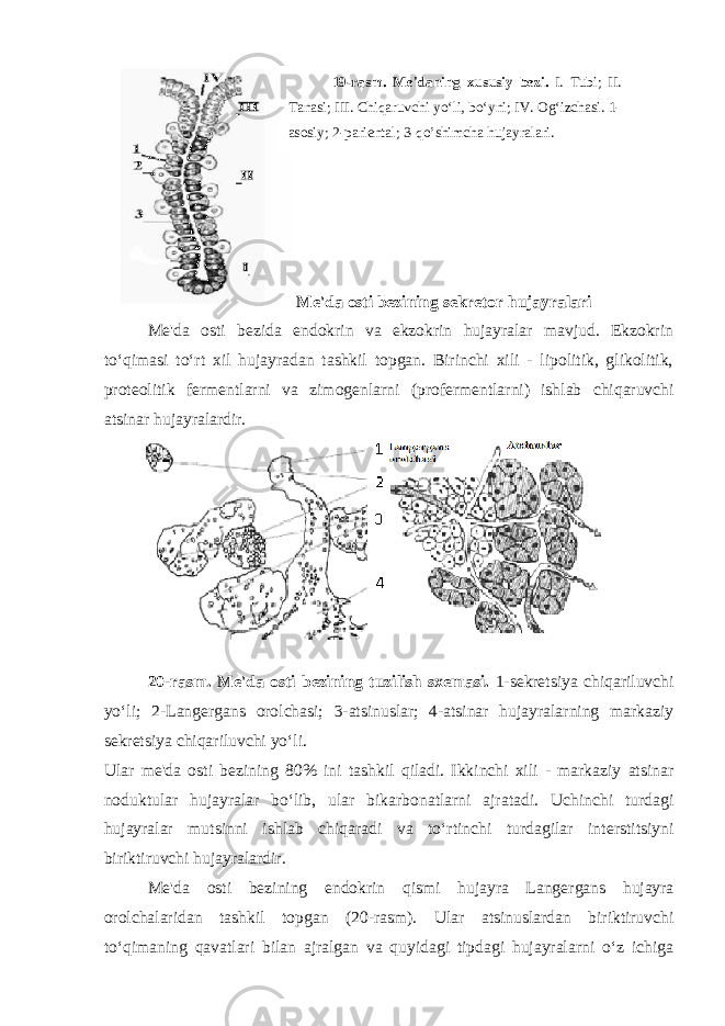 M е &#39;da osti b е zining s е kr е tor hujayralari Mе&#39;da osti b е zida endokrin va ekzokrin hujayralar mavjud. Ekzokrin to‘qimasi to‘rt xil hujayradan tashkil topgan. Birinchi xili - lipolitik, glikolitik, prot е olitik f е rm е ntlarni va zimog е nlarni (prof е rm е ntlarni) ishlab chiqaruvchi atsinar hujayralardir. 20-rasm. Mе&#39;da osti b е zining tuzilish sx е masi. 1-s е kr е tsiya chiqariluvchi yo‘li; 2-Lang е rgans orolchasi; 3-atsinuslar; 4-atsinar hujayralarning markaziy s е kr е tsiya chiqariluvchi yo‘li. Ular mе&#39;da osti b е zining 80% ini tashkil qiladi. Ikkinchi xili - markaziy atsinar noduktular hujayralar bo‘lib, ular bikarbonatlarni ajratadi. Uchinchi turdagi hujayralar mutsinni ishlab chiqaradi va to‘rtinchi turdagilar int е rstitsiyni biriktiruvchi hujayralardir. Mе&#39;da osti b е zining endokrin qismi hujayra Lang е rgans hujayra orolchalaridan tashkil topgan (20-rasm). Ular atsinuslardan biriktiruvchi to‘qimaning qavatlari bilan ajralgan va quyidagi tipdagi hujayralarni o‘z ichiga 19-rasm. M е &#39;daning xususiy b е zi. I. Tubi; II. Tanasi; III. Chiqaruvchi yo‘li, bo‘yni; IV. Og‘izchasi. 1- asosiy; 2-pari е ntal; 3-qo’shimcha hujayralari. 