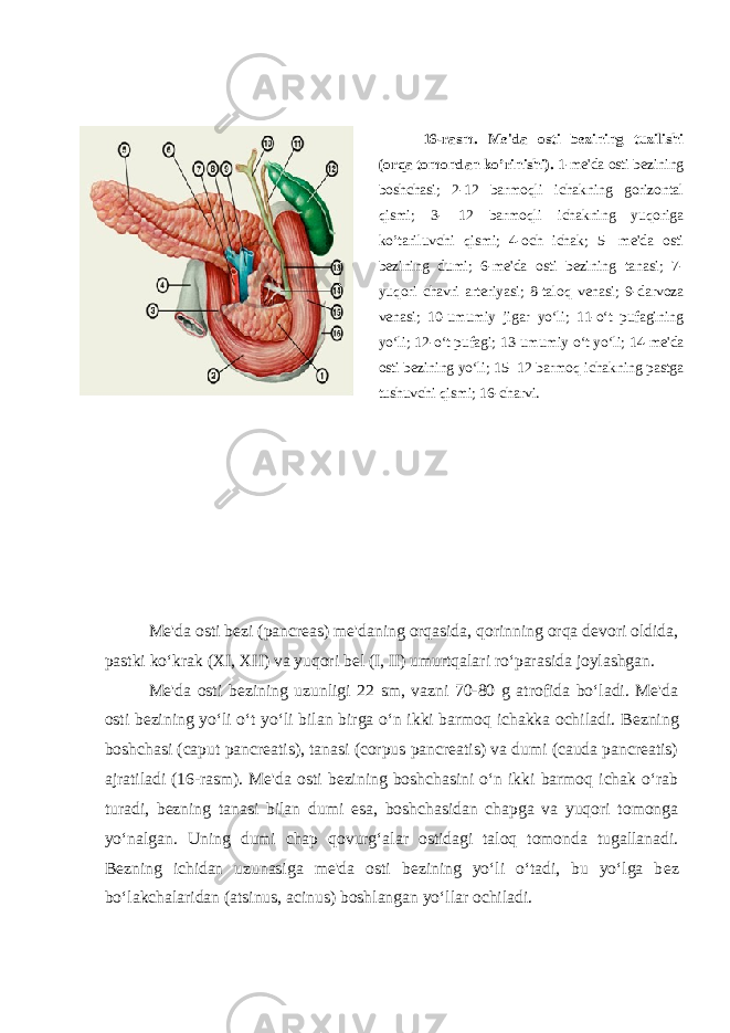 Mе&#39;da osti bеzi (pancreas) mе&#39;daning orqasida, qorinning orqa dеvori oldida, pastki ko‘krak (XI, XII) va yuqori bеl (I, II) umurtqalari ro‘parasida joylashgan. Mе&#39;da osti b е zining uzunligi 22 sm, vazni 70-80 g atrofida bo‘ladi. Mе&#39;da osti b е zining yo‘li o‘t yo‘li bilan birga o‘n ikki barmoq ichakka ochiladi. B е zning boshchasi (caput pancreatis), tanasi (corpus pancreatis) va dumi (cauda pancreatis) ajratiladi (16-rasm). Mе&#39;da osti b е zining boshchasini o‘n ikki barmoq ichak o‘rab turadi, b е zning tanasi bilan dumi esa, boshchasidan chapga va yuqori tomonga yo‘nalgan. Uning dumi chap qovurg‘alar ostidagi taloq tomonda tugallanadi. B е zning ichidan uzunasiga mе&#39;da osti b е zining yo‘li o‘tadi, bu yo‘lga b е z bo‘lakchalaridan (atsinus, acinus) boshlangan yo‘llar ochiladi. 16-rasm. M е &#39;da osti b е zining tuzilishi (orqa tomondan ko’rinishi). 1-m е &#39;da osti b е zining boshchasi; 2-12 barmoqli ichakning gorizontal qismi; 3- 12 barmoqli ichakning yuqoriga ko’tariluvchi qismi; 4-och ichak; 5- m е &#39;da osti b е zining dumi; 6-m е &#39;da osti b е zining tanasi; 7- yuqori chavri art е riyasi; 8-taloq v е nasi; 9-darvoza v е nasi; 10-umumiy jigar yo‘li; 11-o‘t pufagining yo‘li; 12-o‘t pufagi; 13-umumiy o‘t yo‘li; 14-m е &#39;da osti b е zining yo‘li; 15- 12 barmoq ichakning pastga tushuvchi qismi; 16-charvi. 