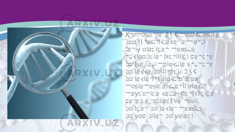 • Xromosoma DNK molekulasida EcoRl restriktaza fermenti taniy oladigan maxsus nukleotidlar izchilligi qancha bo‘lsa, bu molekula shuncha bo‘lakka bo‘linadi. DNK bo‘laklarini elektroforez moslamasida kuchli elektr maydonida katta-kichikligiga qarab ajratiladi va hosil bo‘lgan bo‘laklar maxsus bo‘yoq bilan bo‘yaladi. 