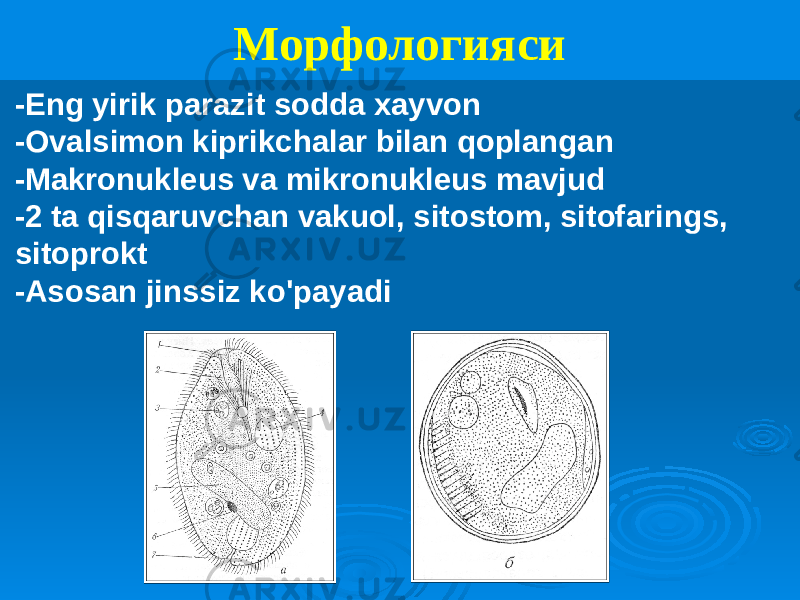 Морфологияси -Eng yirik parazit sodda xayvon -Ovalsimon kiprikchalar bilan qoplangan -Makronukleus va mikronukleus mavjud -2 ta qisqaruvchan vakuol, sitostom, sitofarings, sitoprokt -Asosan jinssiz ko&#39;payadi 