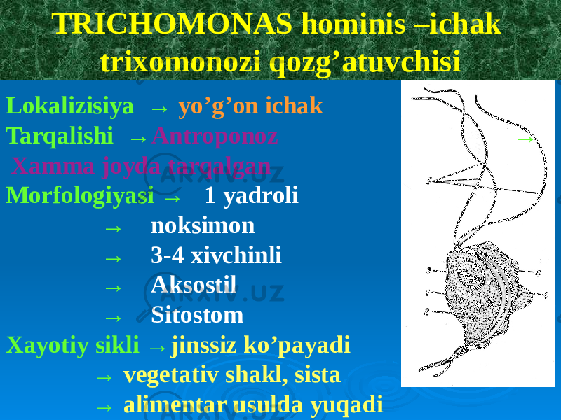 TRICHOMONAS hominis –ichak trixomonozi qozg’atuvchisi Lokalizisiya → yo’g’on ichak Tarqalishi → Antroponoz → Xamma joyda tarqalgan Morfologiyasi → 1 yadroli → noksimon → 3-4 xivchinli → Aksostil → Sitostom Xayotiy sikli → jinssiz ko’payadi → vegetativ shakl, sista → alimentar usulda yuqadi 