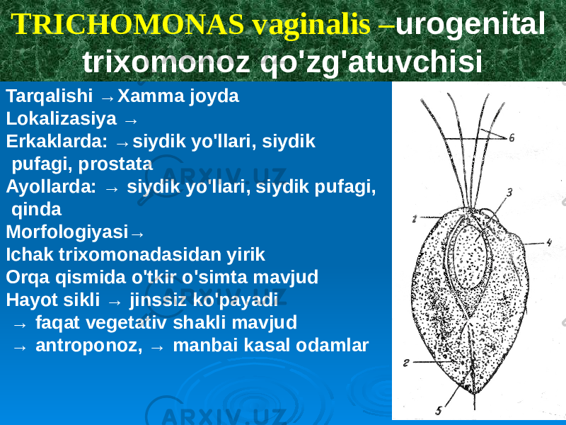 T RICHOMONAS vaginalis – urogenital trixomonoz qo&#39;zg&#39;atuvchisi Tarqalishi →Xamma joyda Lokalizasiya → Erkaklarda: →siydik yo&#39;llari, siydik pufagi, prostata Ayollarda: → siydik yo&#39;llari, siydik pufagi, qinda Morfologiyasi→ Ichak trixomonadasidan yirik Orqa qismida o&#39;tkir o&#39;simta mavjud Hayot sikli → jinssiz ko&#39;payadi → faqat vegetativ shakli mavjud → antroponoz, → manbai kasal odamlar 