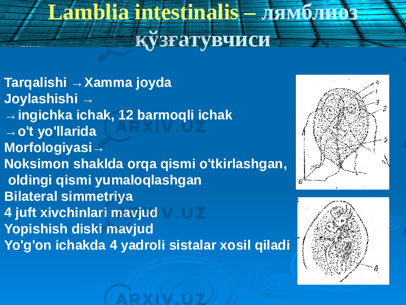 Tarqalishi →Xamma joyda Joylashishi → → ingichka ichak, 12 barmoqli ichak → o&#39;t yo&#39;llarida Morfologiyasi→ Noksimon shaklda orqa qismi o&#39;tkirlashgan, oldingi qismi yumaloqlashgan Bilateral simmetriya 4 juft xivchinlari mavjud Yopishish diski mavjud Yo&#39;g&#39;on ichakda 4 yadroli sistalar xosil qiladi Lamblia intestinalis – лямблиоз қўзғатувчиси 