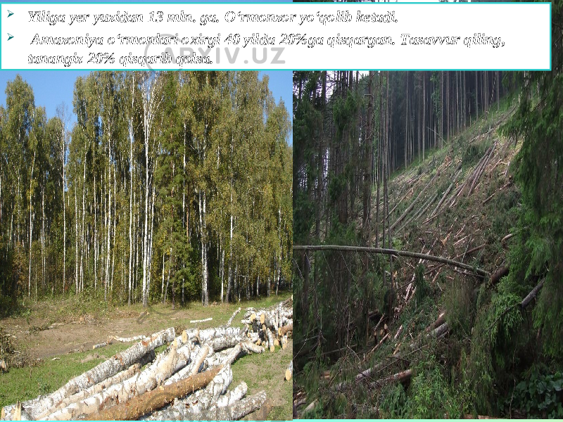  Yiliga yer yuzidan 13 mln. ga. O‘rmonzor yo‘qolib ketadi.  Amazoniya o‘rmonlari oxirgi 40 yilda 20%ga qisqargan. Tasavvur qiling, tanangiz 20% qisqarib qolsa. 