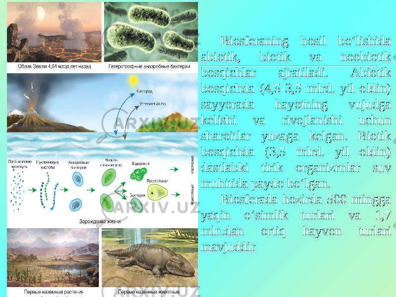 Biosferaning hosil bo‘lishida abiotik, biotik va noobiotik bosqichlar ajratiladi. Abiotik bosqichda (4,5-3,5 mlrd. yil oldin) sayyorada hayotning vujudga kelishi va rivojlanishi uchun sharoitlar yuzaga kelgan. Biotik bosqichda (3,5 mlrd. yil oldin) dastlabki tirik organizrnlar suv muhitida paydo bo‘lgan. Biosferada hozirda 500 mingga yaqin o‘simlik turlari va 1,7 mln.dan ortiq hayvon turlari mavjuddir 