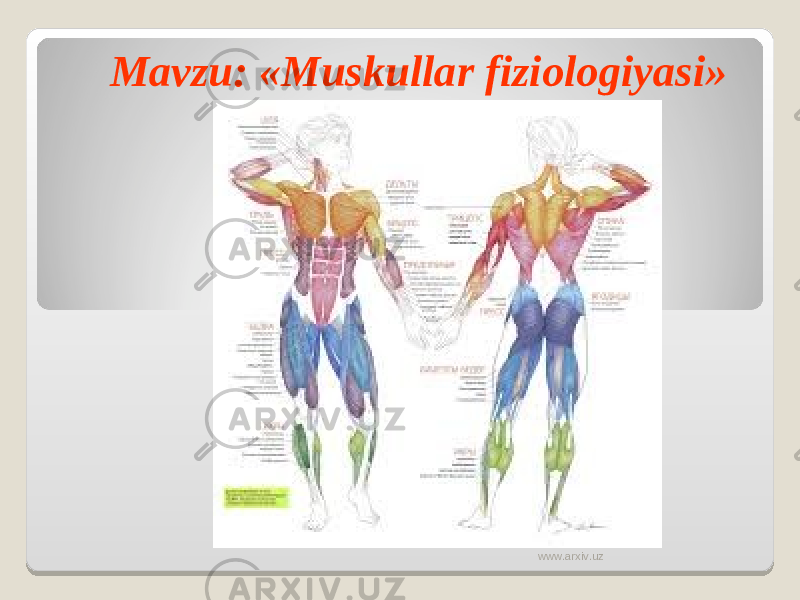 Mavzu : « Muskullar fiziologiyasi » www.arxiv.uz 