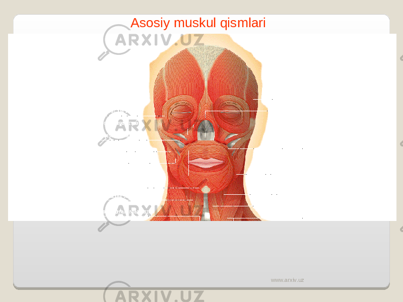 Asosiy muskul qismlari www.arxiv.uz 