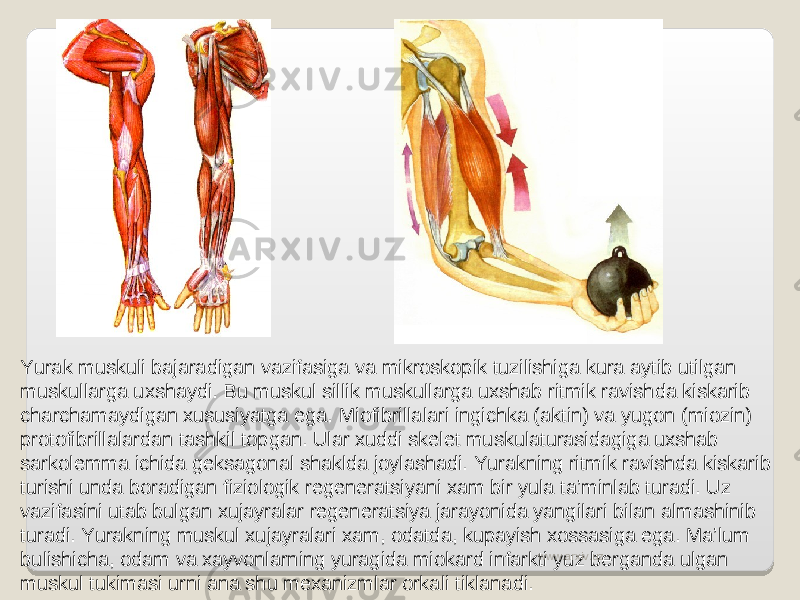 Yurak muskuli bajaradigan vazifasiga va mikroskopik tuzilishiga kura aytib utilgan muskullarga uxshaydi. Bu muskul sillik muskullarga uxshab ritmik ravishda kiskarib charchamaydigan xususiyatga ega. Miofibrillalari ingichka (aktin) va yugon (miozin) protofibrillalardan tashkil topgan. Ular xuddi skelet muskulaturasidagiga uxshab sarkolemma ichida geksagonal shaklda joylashadi. Yurakning ritmik ravishda kiskarib turishi unda boradigan fiziologik regeneratsiyani xam bir yula ta’minlab turadi. Uz vazifasini utab bulgan xujayralar regeneratsiya jarayonida yangilari bilan almashinib turadi. Yurakning muskul xujayralari xam, odatda, kupayish xossasiga ega. Ma’lum bulishicha, odam va xayvonlarning yuragida miokard infarkti yuz berganda ulgan muskul tukimasi urni ana shu mexanizmlar orkali tiklanadi. www.arxiv.uz 