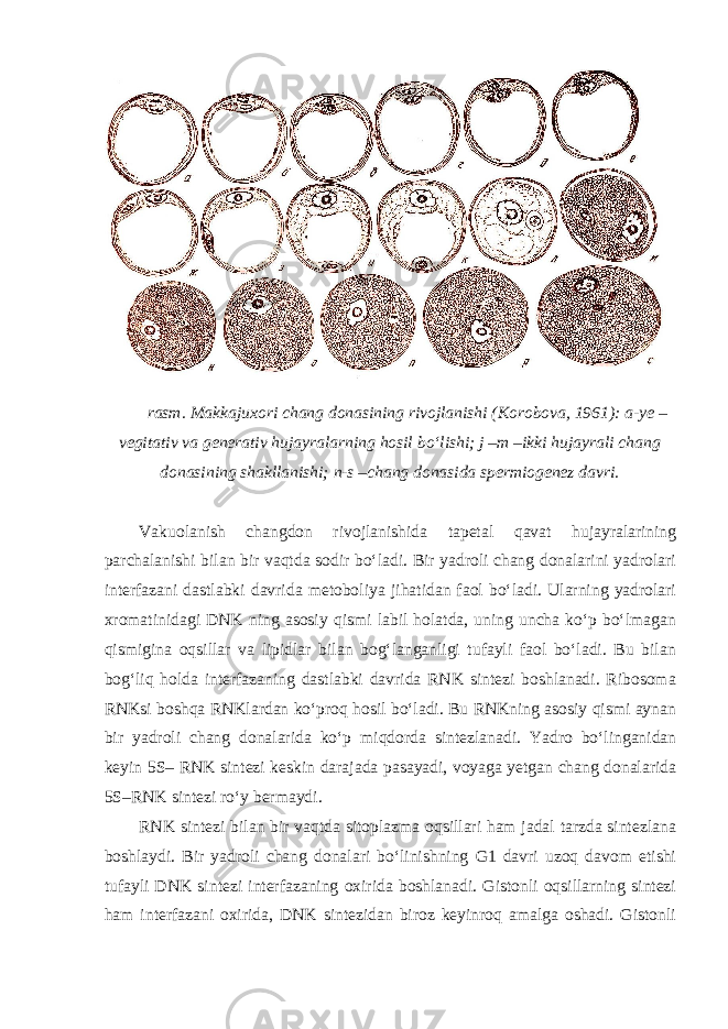 rasm. Makkajuxori chang donasining rivojlanishi (Korobova, 1961): a-ye – vegitativ va generativ hujayralarning hosil bo‘lishi; j –m –ikki hujayrali chang donasining shakllanishi; n-s –chang donasida spermiogenez davri. Vakuolanish changdon rivojlanishida tapetal qavat hujayralarining parchalanishi bilan bir vaqtda sodir bo‘ladi. Bir yadroli chang donalarini yadrolari interfazani dastlabki davrida metoboliya jihatidan faol bo‘ladi. Ularning yadrolari xromatinidagi DNK ning asosiy qismi labil holatda, uning uncha ko‘p bo‘lmagan qismigina oqsillar va lipidlar bilan bog‘langanligi tufayli faol bo‘ladi. Bu bilan bog‘liq holda interfazaning dastlabki davrida RNK sintezi boshlanadi. Ribosoma RNKsi boshqa RNKlardan ko‘proq hosil bo‘ladi. Bu RNKning asosiy qismi aynan bir yadroli chang donalarida ko‘p miqdorda sintezlanadi. Yadro bo‘linganidan keyin 5S– RNK sintezi keskin darajada pasayadi, voyaga yetgan chang donalarida 5S–RNK sintezi ro‘y bermaydi. RNK sintezi bilan bir vaqtda sitoplazma oqsillari ham jadal tarzda sintezlana boshlaydi. Bir yadroli chang donalari bo‘linishning G1 davri uzoq davom etishi tufayli DNK sintezi interfazaning oxirida boshlanadi. Gistonli oqsillarning sintezi ham interfazani oxirida, DNK sintezidan biroz keyinroq amalga oshadi. Gistonli 