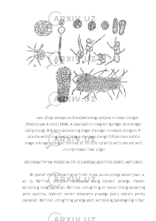  rasm. Shoyi akatsiya va Orxiddoshlardagi oddiy va murkkab changlar (Poddubnaya-Arnoldi, 1954). A-Cypripedium insignening o‘sgan va o‘smagan oddiy changi; B-Acacia dealbataning o‘sgan o‘smagan murakkab changlari; V- calanthe veichilning tetradali o‘sgan o‘smagan changi; GPlatanthera biofolla o‘sgan o‘smagan changlari hammasi bir-biri bilan qo‘shilib pollin deb ataluvchi umumiy massani hosil qilgan GENERATIV VA VEGETATIV HUJAYRALARNING HOSIL BO‘LISHI. Bir yadroli chang donasining bo‘linishi mitoz usulida amalga oshadi (rasm. s- sh; a). Bo‘linish urchuqlari metafazada, chang donasini po‘stiga nisbatan ko‘ndalang holda joylashadi. Bo‘linish urchug‘ining bir tomoni chang donasining po‘sti yaqinida, ikkkinchi tomoni sitoplazma yuzasiga yaqin, vakuola yonida joylashadi. Bo‘linish urchug‘ining po‘stiga yaqin ko‘ndalang joylashganligi tufayli 