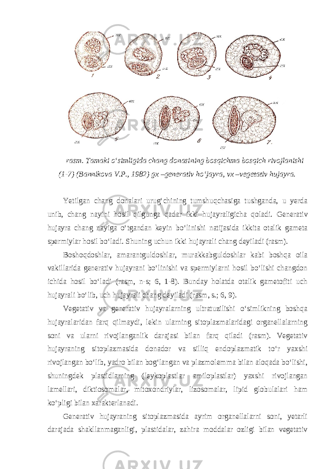 rasm. Tamaki o‘simligida chang donasining bosqichma bosqich rivojlanishi (1-7) (Bannikova V.P., 1982) gx –generativ ho‘jayra, vx –vegetativ hujayra. Yetilgan chang donalari urug‘chining tumshuqchasiga tushganda, u yerda unib, chang nayini hosil qilgunga qadar ikki hujayraligicha qoladi. Generativ hujayra chang nayiga o‘tgandan keyin bo‘linishi natijasida ikkita otalik gameta spermiylar hosil bo‘ladi. Shuning uchun ikki hujayrali chang deyiladi (rasm). Boshoqdoshlar, amarantguldoshlar, murakkabguldoshlar kabi boshqa oila vakillarida generativ hujayrani bo‘linishi va spermiylarni hosil bo‘lishi changdon ichida hosil bo‘ladi (rasm, n-s; 6, 1-8). Bunday holatda otalik gametofiti uch hujayrali bo‘lib, uch hujayrali chang deyiladi (rasm, s.; 6, 9). Vegetativ va generativ hujayralarning ultratuzilishi o‘simlikning boshqa hujayralaridan farq qilmaydi, lekin ularning sitoplazmalaridagi organellalarning soni va ularni rivojlanganlik darajasi bilan farq qiladi (rasm). Vegetativ hujayraning sitoplazmasida donador va silliq endoplazmatik to‘r yaxshi rivojlangan bo‘lib, yadro bilan bog‘langan va plazmolemma bilan aloqada bo‘lishi, shuningdek plastidlarning (leykoplastlar amiloplastlar) yaxshi rivojlangan lamellari, diktiosomalar, mitoxondriylar, lizosomalar, lipid globulalari ham ko‘pligi bilan xarakterlanadi. Generativ hujayraning sitoplazmasida ayrim organellalarni soni, yetarli darajada shakllanmaganligi, plastidalar, zahira moddalar ozligi bilan vegetativ 