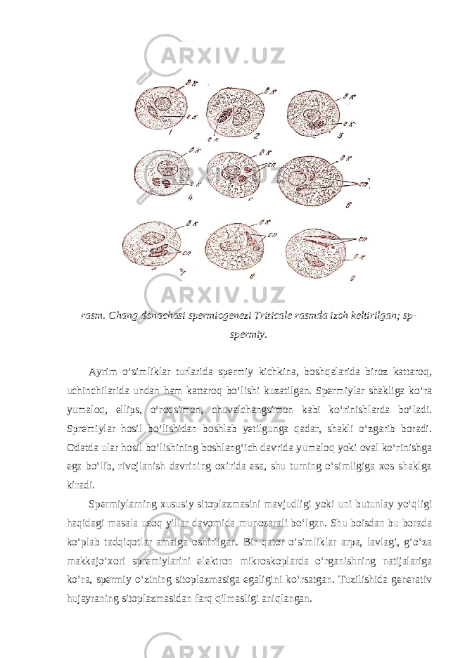  rasm. Chang donachasi spermiogenezi Triticale rasmda izoh keltirilgan; sp- spermiy. Ayrim o‘simliklar turlarida spermiy kichkina, boshqalarida biroz kattaroq, uchinchilarida undan ham kattaroq bo‘lishi kuzatilgan. Spermiylar shakliga ko‘ra yumaloq, ellips, o‘roqsimon, chuvalchangsimon kabi ko‘rinishlarda bo‘ladi. Spremiylar hosil bo‘lishidan boshlab yetilgunga qadar, shakli o‘zgarib boradi. Odatda ular hosil bo‘lishining boshlang‘ich davrida yumaloq yoki oval ko‘rinishga ega bo‘lib, rivojlanish davrining oxirida esa, shu turning o‘simligiga xos shaklga kiradi. Spermiylarning xususiy sitoplazmasini mavjudligi yoki uni butunlay yo‘qligi haqidagi masala uzoq yillar davomida munozarali bo‘lgan. Shu boisdan bu borada ko‘plab tadqiqotlar amalga oshirilgan. Bir qator o‘simliklar arpa, lavlagi, g‘o‘za makkajo‘xori spremiylarini elektron mikroskoplarda o‘rganishning natijalariga ko‘ra, spermiy o‘zining sitoplazmasiga egaligini ko‘rsatgan. Tuzilishida generativ hujayraning sitoplazmasidan farq qilmasligi aniqlangan. 