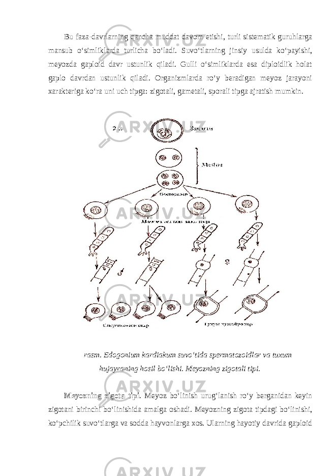 Bu faza-davrlarning qancha muddat davom etishi, turli sistematik guruhlarga mansub o‘simliklarda turlicha bo‘ladi. Suvo‘tlarning jinsiy usulda ko‘payishi, meyozda gaploid davr ustunlik qiladi. Gulli o‘simliklarda esa diploidlik holat gaplo davrdan ustunlik qiladi. Organizmlarda ro‘y beradigan meyoz jarayoni xarakteriga ko‘ra uni uch tipga: zigotali, gametali, sporali tipga ajratish mumkin. rasm. Edogonium kardiakum suvo‘tida spermatozoidlar va tuxum hujayraning hosil bo‘lishi. Meyozning zigotali tipi. Meyozning zigota tipi . Meyoz bo‘linish urug‘lanish ro‘y berganidan keyin zigotani birinchi bo‘linishida amalga oshadi. Meyozning zigota tipdagi bo‘linishi, ko‘pchilik suvo‘tlarga va sodda hayvonlarga xos. Ularning hayotiy davrida gaploid 