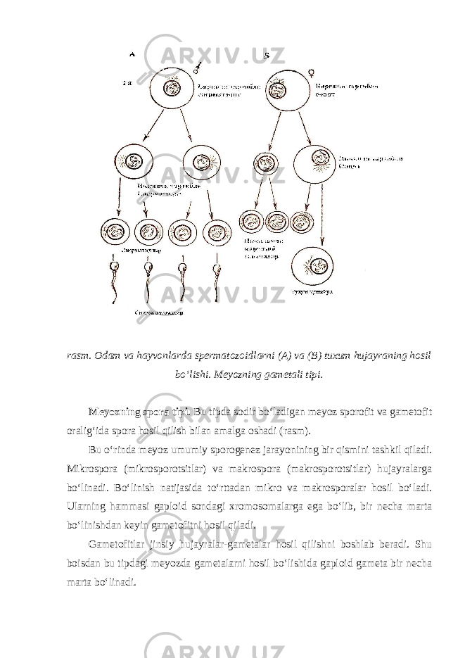  rasm. Odam va hayvonlarda spermatozoidlarni (A) va (B) tuxum hujayraning hosil bo‘lishi. Meyozning gametali tipi. Meyozning spora tipi . Bu tipda sodir bo‘ladigan meyoz sporofit va gametofit oralig‘ida spora hosil qilish bilan amalga oshadi (rasm). Bu o‘rinda meyoz umumiy sporogenez jarayonining bir qismini tashkil qiladi. Mikrospora (mikrosporotsitlar) va makrospora (makrosporotsitlar) hujayralarga bo‘linadi. Bo‘linish natijasida to‘rttadan mikro va makrosporalar hosil bo‘ladi. Ularning hammasi gaploid sondagi xromosomalarga ega bo‘lib, bir necha marta bo‘linishdan keyin gametofitni hosil qiladi. Gametofitlar jinsiy hujayralar-gametalar hosil qilishni boshlab beradi. Shu boisdan bu tipdagi meyozda gametalarni hosil bo‘lishida gaploid gameta bir necha marta bo‘linadi. 