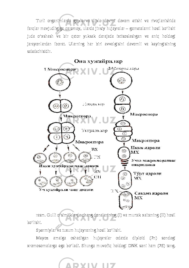 Turli organimlarda gaplo va diplo davrni davom etishi va rivojlanishida farqlar mavjudligiga qaramay, ularda jinsiy hujayralar – gametalarni hosil bo‘lishi juda o‘xshash va bir qator yuksak darajada ixtisoslashgan va aniq holdagi jarayonlardan iborat. Ularning har biri avvalgisini davomli va keyingisining sababchisidir. rasm. Gulli o‘simliklarda chang donalarining (I) va murtak xaltaning (II) hosil bo‘lishi. Spermiylar va tuxum hujayraning hosil bo‘lishi. Meyoz amalga oshadigan hujayralar odatda diploid (2n) sondagi xromosomalarga ega bo‘ladi. Shunga muvofiq holdagi DNK soni ham (2S) teng. 