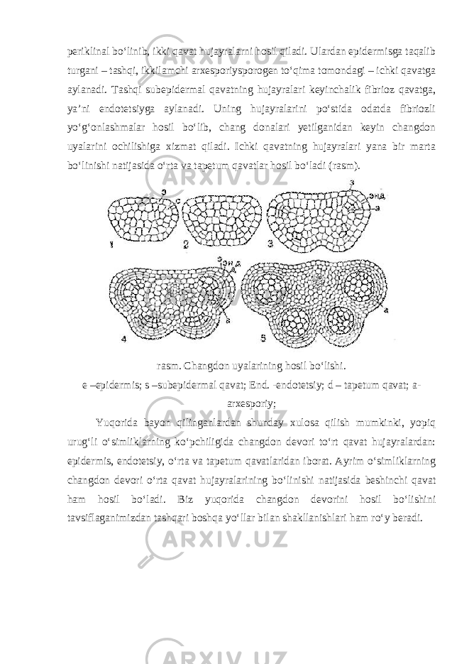 periklinal bo‘linib, ikki qavat hujayralarni hosil qiladi. Ulardan epidermisga taqalib turgani – tashqi, ikkilamchi arxesporiysporogen to‘qima tomondagi – ichki qavatga aylanadi. Tashqi subepidermal qavatning hujayralari keyinchalik fibrioz qavatga, ya’ni endotetsiyga aylanadi. Uning hujayralarini po‘stida odatda fibriozli yo‘g‘onlashmalar hosil bo‘lib, chang donalari yetilganidan keyin changdon uyalarini ochilishiga xizmat qiladi. Ichki qavatning hujayralari yana bir marta bo‘linishi natijasida o‘rta va tapetum qavatlar hosil bo‘ladi (rasm). rasm. Changdon uyalarining hosil bo‘lishi. e –epidermis; s –subepidermal qavat; End. -endotetsiy; d – tapetum qavat; a- arxesporiy; Yuqorida bayon qilinganlardan shunday xulosa qilish mumkinki, yopiq urug‘li o‘simliklarning ko‘pchiligida changdon devori to‘rt qavat hujayralardan: epidermis, endotetsiy, o‘rta va tapetum qavatlaridan iborat. Ayrim o‘simliklarning changdon devori o‘rta qavat hujayralarining bo‘linishi natijasida beshinchi qavat ham hosil bo‘ladi. Biz yuqorida changdon devorini hosil bo‘lishini tavsiflaganimizdan tashqari boshqa yo‘llar bilan shakllanishlari ham ro‘y beradi. 