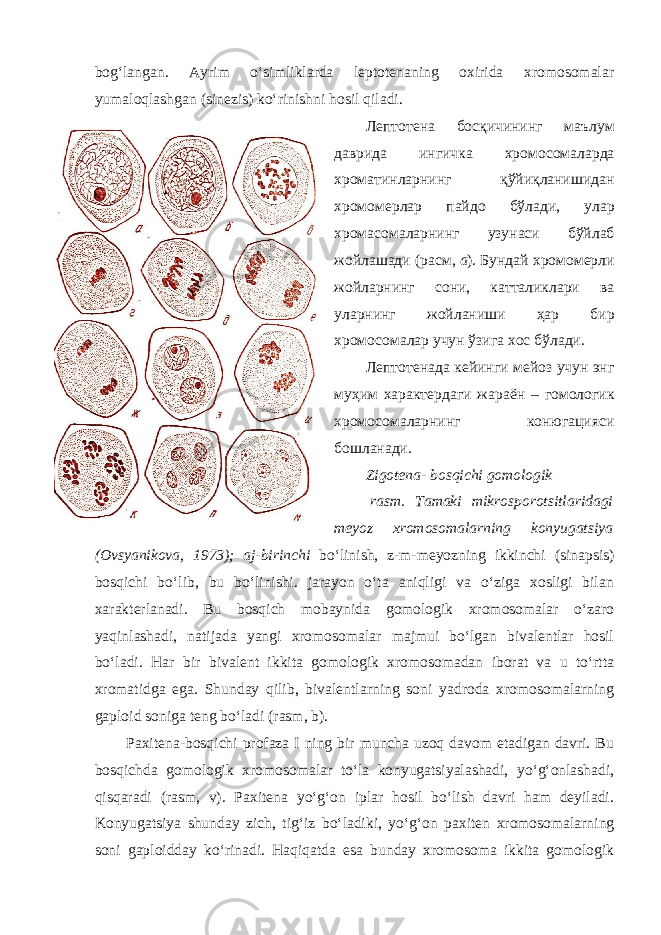 bog‘langan. Ayrim o‘simliklarda leptotenaning oxirida xromosomalar yumaloqlashgan (sinezis) ko‘rinishni hosil qiladi. Лептотена босқичининг маълум даврида ингичка хромосомаларда хроматинларнинг қўйиқланишидан хромомерлар пайдо бўлади , улар хромасомаларнинг узунаси бўйлаб жойлашади ( расм , а ). Бундай хромомерли жойларнинг сони , катталиклари ва уларнинг жойланиши ҳар бир хромосомалар учун ўзига хос бўлади . Лептотенада кейинги мейоз учун энг муҳим характердаги жараён – гомологик хромосомаларнинг конюгацияси бошланади. Zigotena- bosqichi gomologik rasm. Tamaki mikrosporotsitlaridagi meyoz xromosomalarning konyugatsiya (Ovsyanikova, 1973); aj-birinchi bo‘linish, z-m-meyozning ikkinchi (sinapsis) bosqichi bo‘lib, bu bo‘linishi. jarayon o‘ta aniqligi va o‘ziga xosligi bilan xarakterlanadi. Bu bosqich mobaynida gomologik xromosomalar o‘zaro yaqinlashadi, natijada yangi xromosomalar majmui bo‘lgan bivalentlar hosil bo‘ladi. Har bir bivalent ikkita gomologik xromosomadan iborat va u to‘rtta xromatidga ega. Shunday qilib, bivalentlarning soni yadroda xromosomalarning gaploid soniga teng bo‘ladi (rasm, b). Paxitena-bosqichi profaza I ning bir muncha uzoq davom etadigan davri. Bu bosqichda gomologik xromosomalar to‘la konyugatsiyalashadi, yo‘g‘onlashadi, qisqaradi (rasm, v). Paxitena yo‘g‘on iplar hosil bo‘lish davri ham deyiladi. Konyugatsiya shunday zich, tig‘iz bo‘ladiki, yo‘g‘on paxiten xromosomalarning soni gaploidday ko‘rinadi. Haqiqatda esa bunday xromosoma ikkita gomologik 