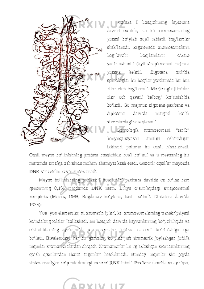 Profaza I bosqichining leptotena davrini oxirida, har bir xromosomaning yuzasi bo‘ylab oqsil tabiatli bog‘lamlar shakllanadi. Zigotenada xromosomalarni bog‘lovchi bog‘lamlarni o‘zaro yaqinlashuvi tufayli sinaptonemal majmua yuzaga keladi. Zigotena oxirida gomologlar bu bog‘lar yordamida bir biri bilan zich bog‘lanadi. Morfologik jihatdan ular uch qavatli belbog‘ ko‘rinishida bo‘ladi. Bu majmua zigotena-paxitena va diplotena davrida mavjud bo‘lib xiazmlardagina saqlanadi. Gomologik xromosomani “tanib” konyugatsiyasini amalga oshiradigan ikkinchi polimer bu oqsil hisoblanadi. Oqsil meyoz bo‘linishning profaza bosqichida hosil bo‘ladi va u meyozning bir maromda amalga oshishida muhim ahamiyat kasb etadi. Gistonli oqsillar meyozda DNK sintezidan keyin sintezlanadi. Meyoz bo‘linishning profaza I bosqichini paxitena davrida oz bo‘lsa ham genomning 0,1% miqdorida DNK rasm. Liliya o‘simligidagi sinaptonemal kompleks (Moens, 1968, Bogdanov bo‘yicha, hosil bo‘ladi. Diplotena davrida 1975): Yoe- yon elementlar, xi-xromatin iplari, kt- xromosomalarning transkripsiyasi ko‘ndalang tolalar faollashadi. Bu bosqich davrida hayvonlarning ko‘pchiligida va o‘simliklarning ayrimlarida xromosomalar “chiroq qalqon” ko‘rinishiga ega bo‘ladi. Bivalentdagi har bir gomolog ko‘plab juft simmetrik joylashgan juftlik tugunlar xromomeralardan chiqadi. Xromomerlar bu tig‘izlashgan xromatinlarning qo‘sh qismlaridan iborat tugunlari hisoblanadi. Bunday tugunlar shu joyda sintezlanadigan ko‘p miqdordagi axborot RNK tutadi. Paxitena davrida va ayniqsa, 