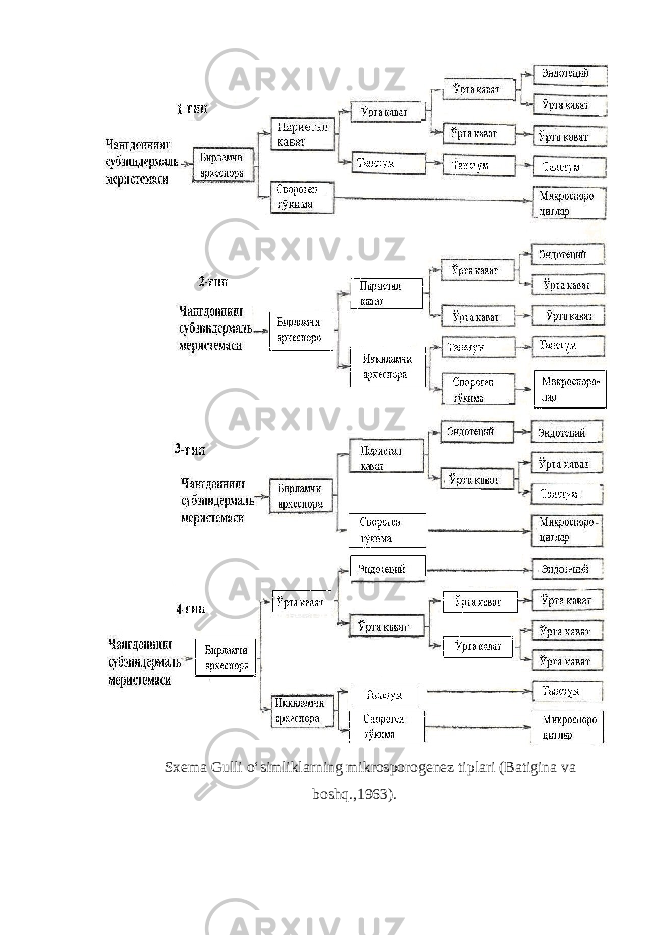 Sxema Gulli o‘simliklarning mikrosporogenez tiplari (Batigina va boshq.,1963). 