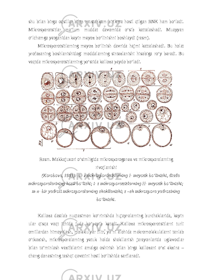 shu bilan birga oqsillar bilan mustahkam birikma hosil qilgan RNK ham bo‘ladi. Mikrosporotsitlar ma’lum muddat davomida o‘sib kattalashadi. Muayyan o‘lchamga yetganidan keyin meyoz bo‘linishni boshlaydi (rasm). Mikrosporotsitlarning meyoz bo‘linish davrida hajmi kattalashadi. Bu holat profazaning boshlanishidagi moddalarning sintezlanishi hisobiga ro‘y beradi. Bu vaqtda mikrosporotsitlarning po‘stida kalloza paydo bo‘ladi. Rasm. Makkajuxori o‘simligida mikrosporogenez va mikrosporalarning rivojlanishi (Korobova, 1961): a - z mikrosporotsitlarning I- meyotik bo‘linishi, diada mikrosporalarining hosil bo‘lishi; i- s mikrosporatsitlarning II- meyotik bo‘linishi; m-x- bir yadroli mikrosporalarning shakllanishi; s –sh mikrospora yadrosining bo‘linishi. Kalloza dastlab nuqtasimon ko‘rinishda hujayralarning burchaklarida, keyin ular qisqa vaqt ichida juda ko‘payib ketadi. Kalloza mikrosporotsitlarni turli omillardan himoyalash, molekulyar filtr, ya’ni alohida makromolekulalarni tanlab o‘tkazish, mikrosporalarning yetuk holda shakllanish jarayonlarida uglevodlar bilan ta’minlash vazifalarini amalga oshirish bilan birga kallozani o‘zi ekzina – chang donasining tashqi qavatini hosil bo‘lishida sarflanadi. 