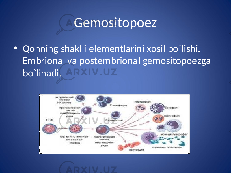 Gemositopoez • Qonning shaklli elementlarini xosil bo`lishi. Embrional va postembrional gemositopoezga bo`linadi. 