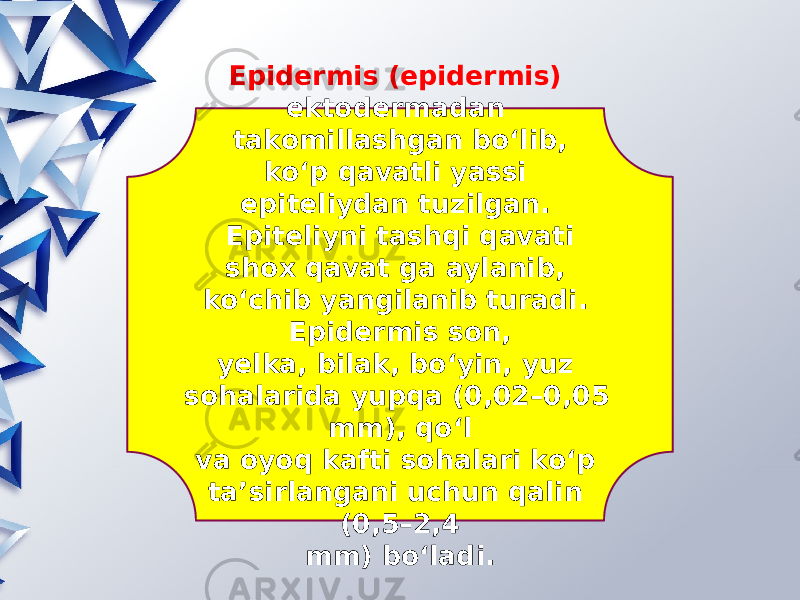 Epidermis (epidermis) ektodermadan takomillashgan bo‘lib, ko‘p qavatli yassi epiteliydan tuzilgan. Epiteliyni tashqi qavati shox qavat ga aylanib, ko‘chib yangilanib turadi. Epidermis son, yelka, bilak, bo‘yin, yuz sohalarida yupqa (0,02–0,05 mm), qo‘l va oyoq kafti sohalari ko‘p ta’sirlangani uchun qalin (0,5–2,4 mm) bo‘ladi. 