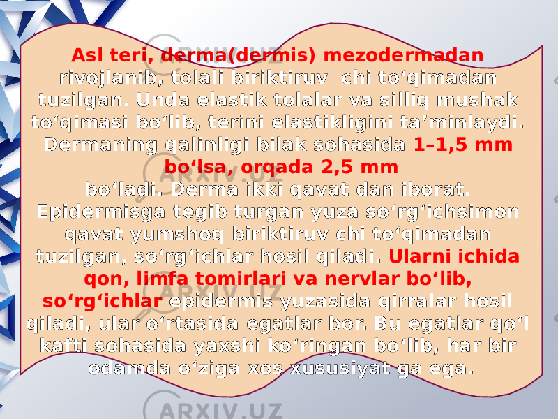 Asl teri, derma(dermis) mezodermadan rivojlanib, tolali biriktiruv chi to‘qimadan tuzilgan. Unda elastik tolalar va silliq mushak to‘qimasi bo‘lib, terini elastikligini ta’minlaydi. Dermaning qalinligi bilak sohasida 1–1,5 mm bo‘lsa, orqada 2,5 mm bo‘ladi. Derma ikki qavat dan iborat. Epidermisga tegib turgan yuza so‘rg‘ichsimon qavat yumshoq biriktiruv chi to‘qimadan tuzilgan, so‘rg‘ichlar hosil qiladi. Ularni ichida qon, limfa tomirlari va nervlar bo‘lib, so‘rg‘ichlar epidermis yuzasida qirralar hosil qiladi, ular o‘rtasida egatlar bor. Bu egatlar qo‘l kafti sohasida yaxshi ko‘ringan bo‘lib, har bir odamda o‘ziga xos xususiyat ga ega. 