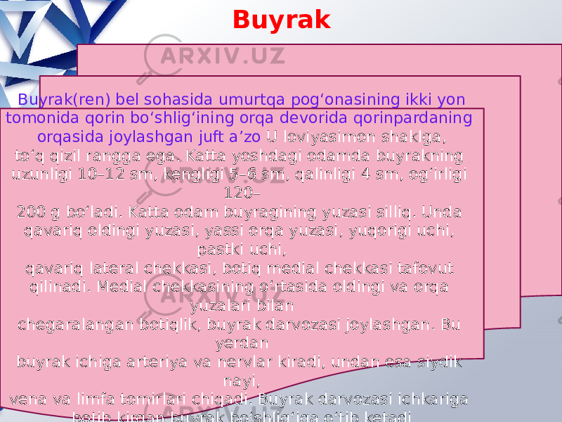 Buyrak Buyrak(ren) bel sohasida umurtqa pog‘onasining ikki yon tomonida qorin bo‘shlig‘ining orqa devorida qorinpardaning orqasida joylashgan juft a’zo U loviyasimon shaklga, to‘q qizil rangga ega. Katta yoshdagi odamda buyrakning uzunligi 10–12 sm, kengligi 5–6 sm, qalinligi 4 sm, og‘irligi 120– 200 g bo‘ladi. Katta odam buyragining yuzasi silliq. Unda qavariq oldingi yuzasi, yassi orqa yuzasi, yuqorigi uchi, pastki uchi, qavariq lateral chekkasi, botiq medial chekkasi tafovut qilinadi. Medial chekkasining o‘rtasida oldingi va orqa yuzalari bilan chegaralangan botiqlik, buyrak darvozasi joylashgan. Bu yerdan buyrak ichiga arteriya va nervlar kiradi, undan esa siydik nayi, vena va limfa tomirlari chiqadi. Buyrak darvozasi ichkariga botib kirgan buyrak bo‘shlig‘iga o‘tib ketadi 