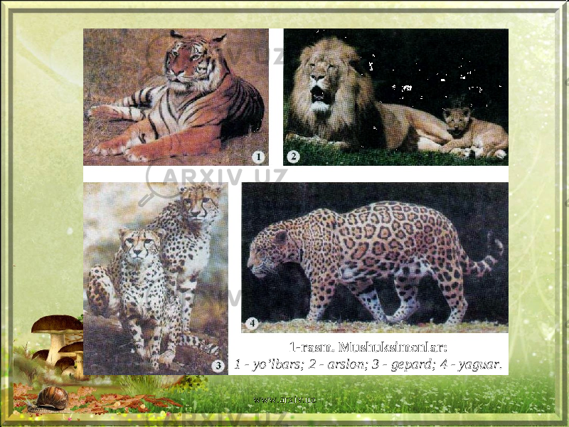 1 -rasm. Mushuksimonlar: 1 - yo’lbars; 2 - arslon; 3 - gepard; 4 - yaguar. www.arxiv.uz 