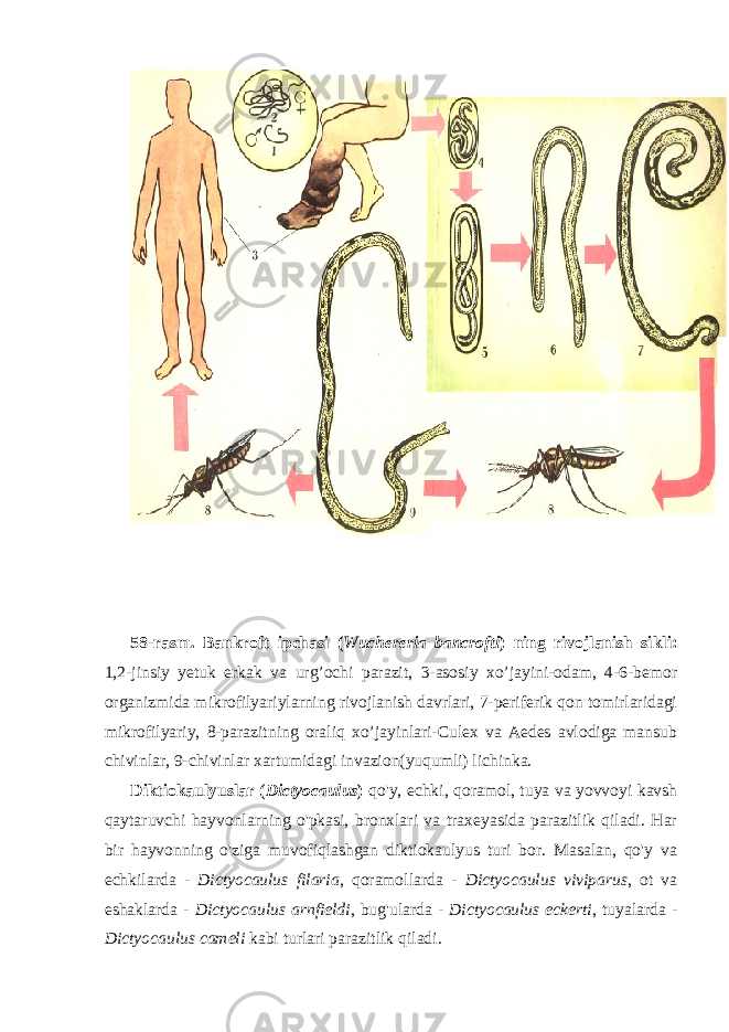 58-rasm. Bankroft ipchasi ( Wuchereria bancrofti ) ning rivojlanish sikli: 1,2-jinsiy yetuk erkak va urg’ochi parazit, 3-asosiy xo’jayini-odam, 4-6-bemor organizmida mikrofilyariylarning rivojlanish davrlari, 7-periferik qon tomirlaridagi mikrofilyariy, 8-parazitning oraliq xo’jayinlari-Culex va Aedes avlodiga mansub chivinlar, 9-chivinlar xartumidagi invazion(yuqumli) lichinka. Diktiokaulyuslar ( Dictyocaulus ) qo&#39;y, echki, qoramol, tuya va yovvoyi kavsh qaytaruvchi hayvonlarning o&#39;pkasi, bronxlari va traxeyasida parazitlik qiladi. Har bir hayvonning o&#39;ziga muvofiqlashgan diktiokaulyus turi bor. Masalan, qo&#39;y va echkilarda - Dictyocaulus filaria , qoramollarda - Dictyocaulus viviparus , ot va eshaklarda - Dictyocaulus arnfieldi , bug&#39;ularda - Dictyocaulus eckerti , tuyalarda - Dictyocaulus cameli kabi turlari parazitlik qiladi. 