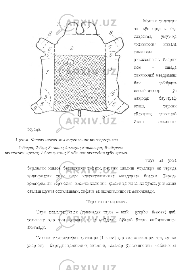 1 -расм. Катта шохли мол терисининг топографияси 1-ёпқич; 2-ёқа; 3- этак; 4-сағри; 5-чотлари; 6-оёқнинг тиззагача қисми; 7-бош қисми; 8-оёқнинг тиззадан қуйи қисми. Мушак толалари энг кўп орқа ва ёқа соҳасида, умуртқа чизиғининг иккала томонида ривожланган. Уларни хом – ашёда синчиклаб мездралаш ёки тайёрлов жараёнларида ўз вақтида бартараф этиш, терини тўлиқроқ текислаб ёзиш имконини беради. Тери ва унга бирламчи ишлов беришнинг сифати, терини шилиш усуллари ва терида қолдирилган тери ости клетчаткасининг миқдорига боғлиқ. Терида қолдирилган тери ости клетчаткасининг қавати қанча юпқа бўлса, уни яхши сақлаш шунча осонлашади, сифати ва ишлатилиши таъминланади. Тери топографияси. Тери топографияси (грекчадан topos – жой, grapho- ёзаман) деб, терининг ҳар хил қисмларининг майдони бўйлаб ўзаро жойланишига айтилади. Терининг топографик қисмлари (1-расм) ҳар хил хоссаларга эга, чунки улар бир – биридан қалинлиги, зичлиги, толалар ўрилишининг табиати ва 