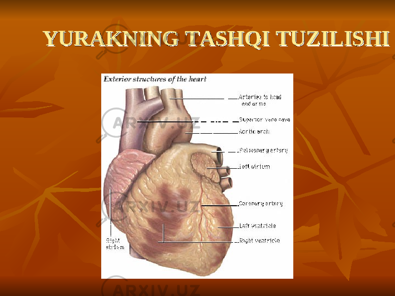 YURAKNING TASHQI TUZILISHIYURAKNING TASHQI TUZILISHI 