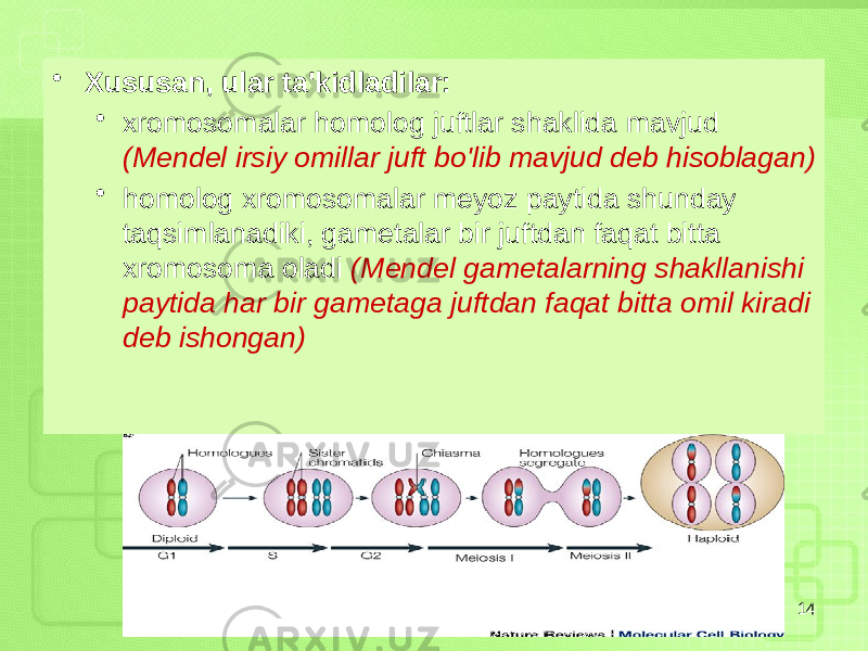 • Xususan, ular ta&#39;kidladilar: • xromosomalar homolog juftlar shaklida mavjud (Mendel irsiy omillar juft bo&#39;lib mavjud deb hisoblagan) • homolog xromosomalar meyoz paytida shunday taqsimlanadiki, gametalar bir juftdan faqat bitta xromosoma oladi (Mendel gametalarning shakllanishi paytida har bir gametaga juftdan faqat bitta omil kiradi deb ishongan) 14 