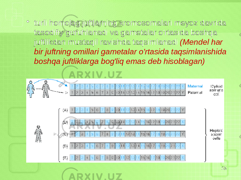 • turli homolog juftlarning xromosomalari meyoz davrida tasodifiy guruhlanadi va gametalar o&#39;rtasida boshqa juftlikdan mustaqil ravishda taqsimlanadi (Mendel har bir juftning omillari gametalar o&#39;rtasida taqsimlanishida boshqa juftliklarga bog&#39;liq emas deb hisoblagan) 15 