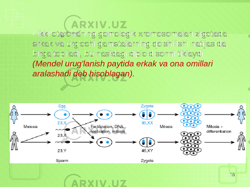 16- ikki ota-onaning gomologik xromosomalari zigotada erkak va urg&#39;ochi gametalarning qo&#39;shilishi natijasida birga topiladi, bu nasldagi diploid sonni tiklaydi (Mendel urug&#39;lanish paytida erkak va ona omillari aralashadi deb hisoblagan). 